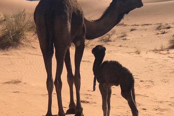 3-Days Private Sahara Desert Trek - Final Thoughts