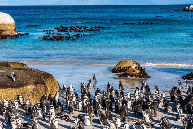3 Days Private Tour: Cape of Good Hope, Penguins, Table Mountain & Robben Island - FAQ