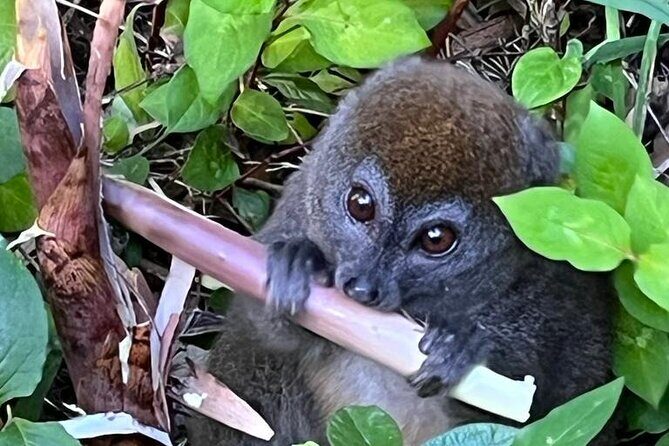 3 Days Private Tour in Lemur Territory in Andasibe - An In-Depth Look at the 3-Day Lemur Tour