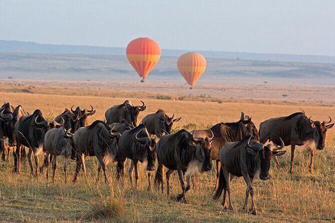 3 Days Private Tour in Maasai Mara With 4*4 Vehicle - Who Should Consider This Tour?
