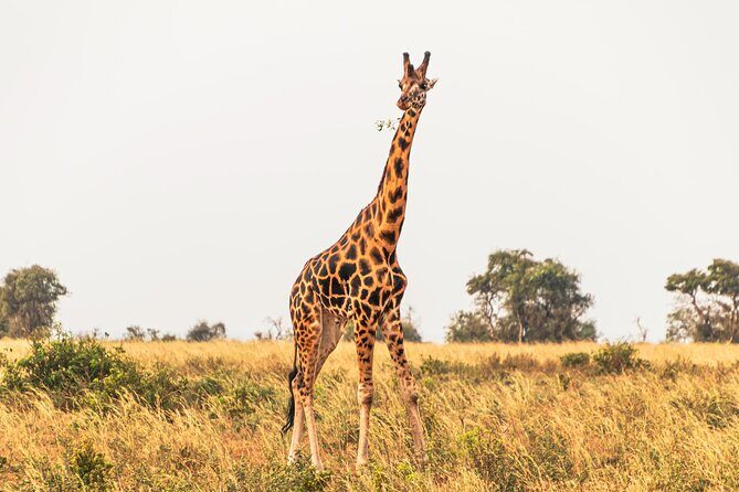 3 Days Private Tour in Murchison Falls National Park - An In-Depth Look at the 3-Day Murchison Falls Tour
