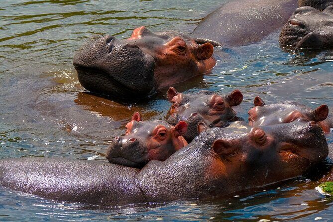 3 Days Private Tour in Murchison Falls National Park - The Sum Up: Is This Tour Right for You?