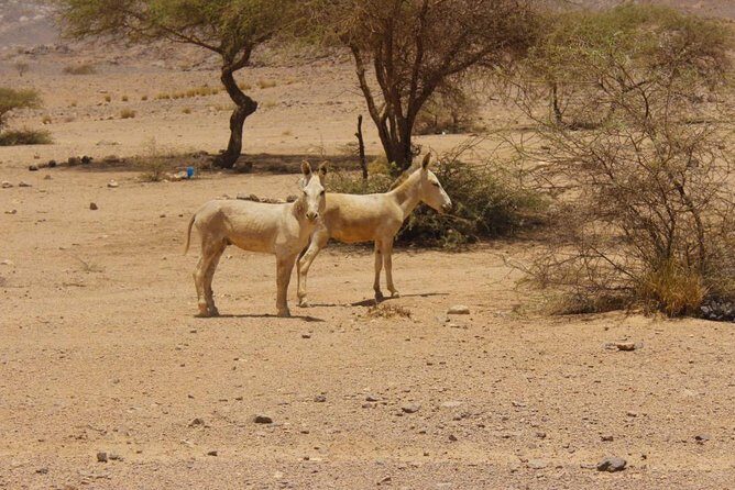 3 Days private Tour in Tamanrasset - Final Thoughts: Is This Tour for You?