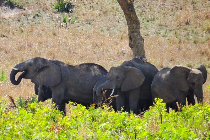 3 Days Queen Elizabeth national Park Safari Holiday - What to Expect from the Itinerary