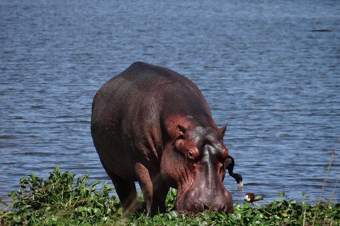 3 Days Queen Elizabeth national Park Safari Holiday - Deep Dive into the Highlights