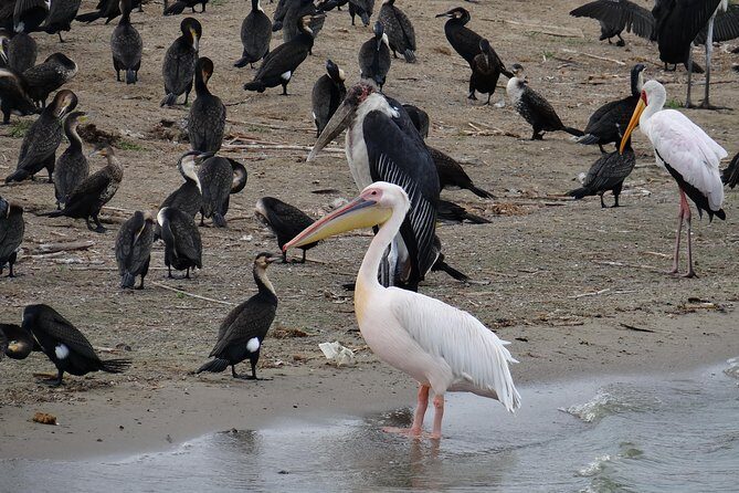 3 Days Queen Elizabeth national Park Safari Holiday - Who This Tour Is Best For