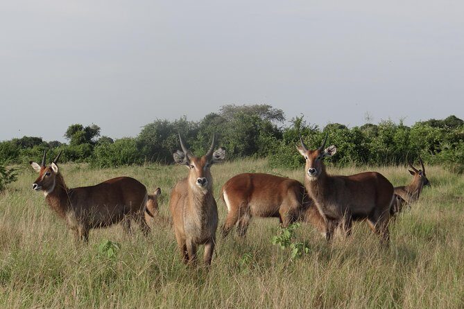 3 Days Queen Elizabeth national Park Safari Holiday - FAQ