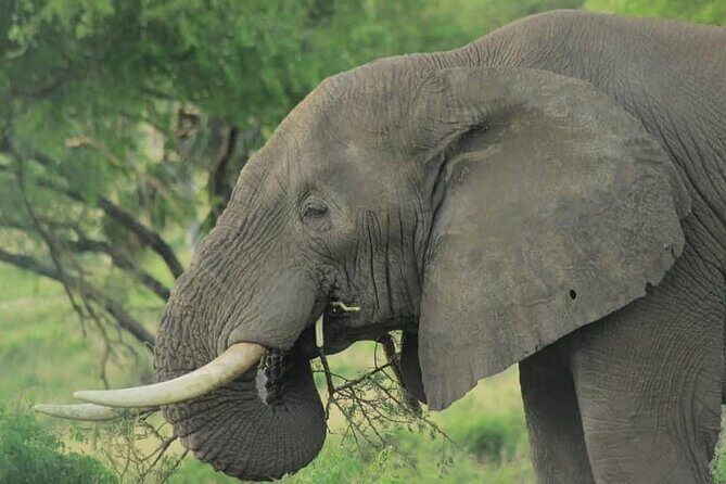 3 Days Queen Elizabeth national Park Safari Holiday - Wrapping It All Up