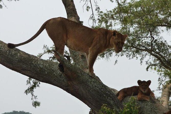 3 days Queen Elizabeth National Park Uganda Safari - The Itinerary in Detail: What You’ll Experience Each Day