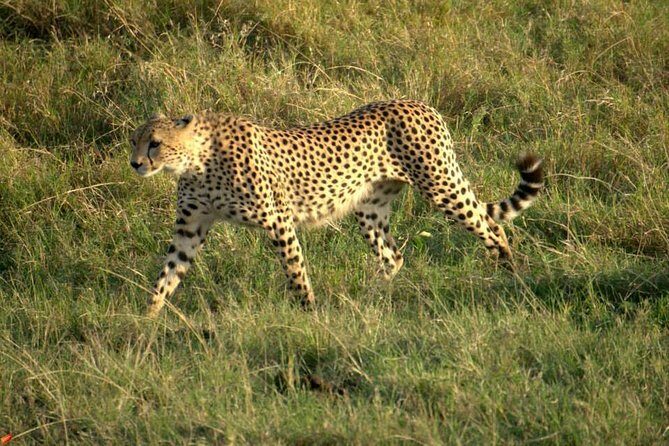 3 days Red elephant safari - The Sum Up