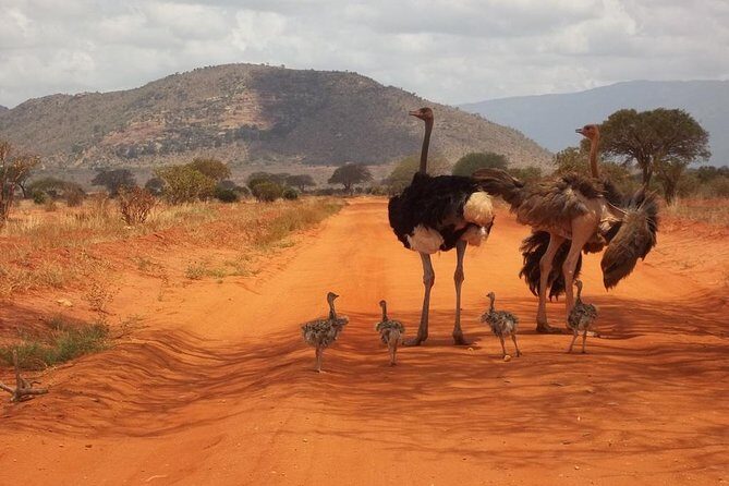 3 days Red elephant safari - FAQ about the 3 Days Red Elephant Safari