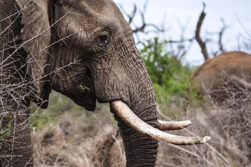 3-Days safari adventure to Mikumi N. Park from Dar-es-Salaam - The Authentic Safari Experience