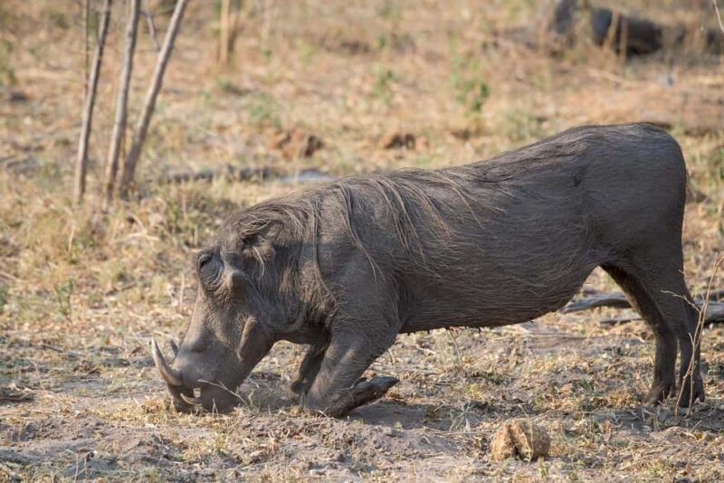 3-days safari from Dar-es-Salaam to Mikumi National Park - Breaking Down the Value