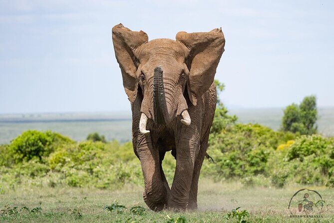 3 days safari in North- Ngorongoro, Tarangire, Mt. Oldeani - Final Thoughts