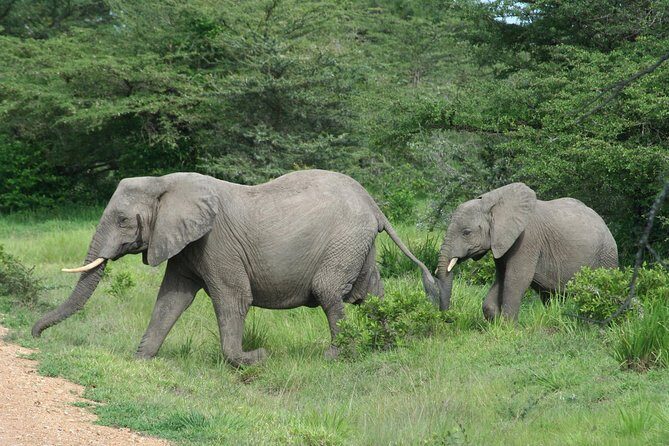 3 Days Safari - Mikumi National Park - An Honest Look at the 3-Day Mikumi Safari