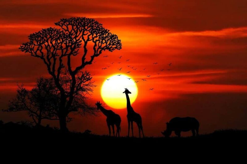3 days safari: Nyerere national park from Dar es salaam - Key Points