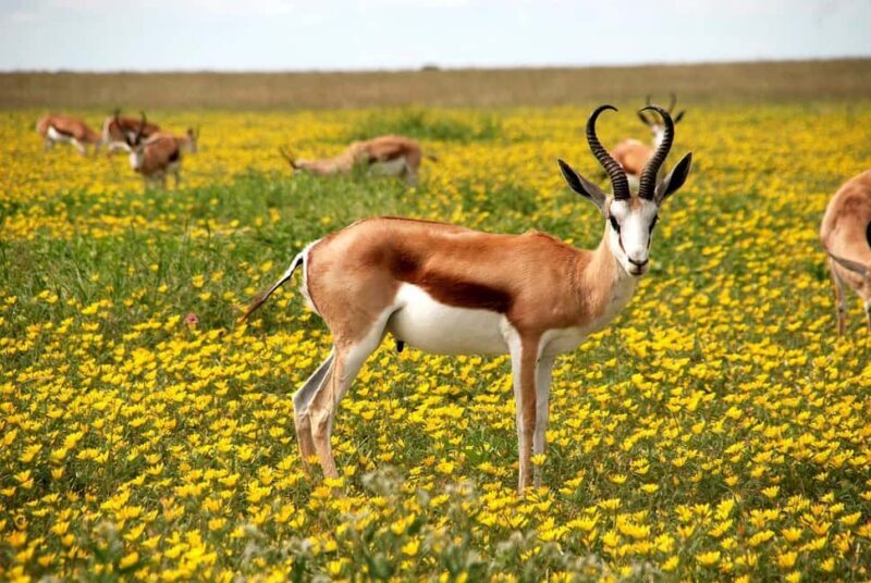 3 days safari: Nyerere national park from Dar es salaam - An In-Depth Look at the Nyerere Safari Experience