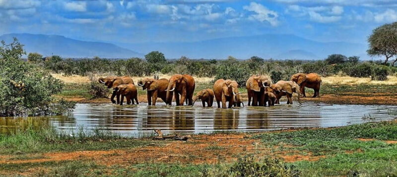 3 days safari: Nyerere national park from Dar es salaam - Final Thoughts on the Nyerere Safari