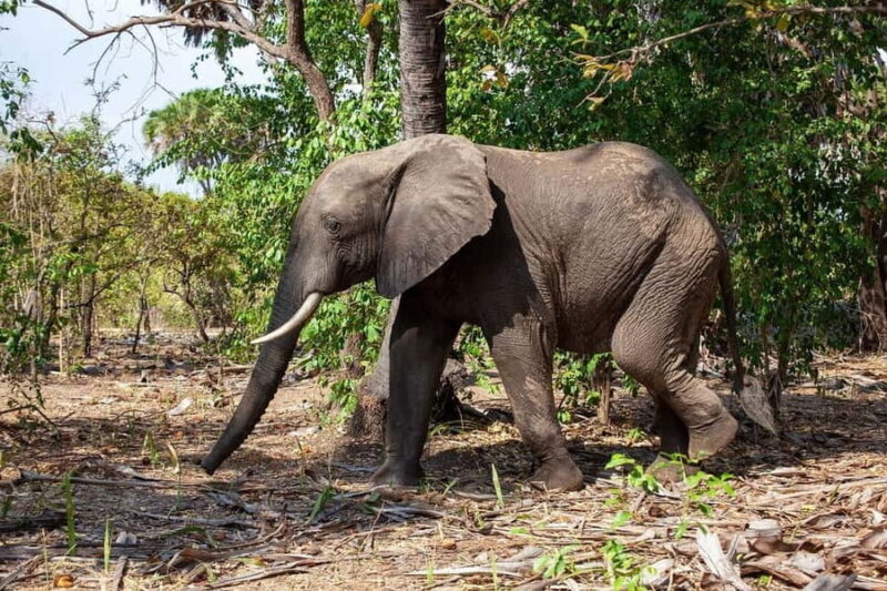 3 days safari: Nyerere national park from Dar es salaam - FAQ