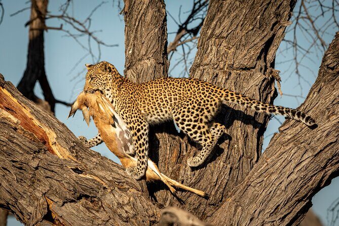 3 Days Safari Serengeti & Ngorongoro Crater - What Travelers Say