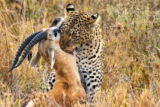 3 Days Safari Serengeti & Ngorongoro Crater - The Sum Up