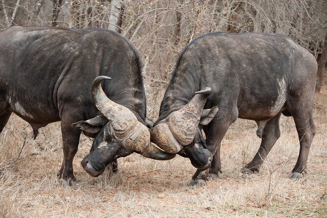 3 Days Safari Serengeti & Ngorongoro Crater - FAQ