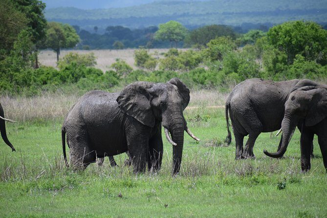 3 days safari to Mikumi and Udzungwa - Detailed Review of the 3-Day Safari to Mikumi and Udzungwa