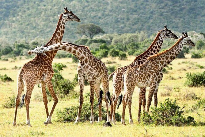 3 days safari to Mikumi national park - Introduction