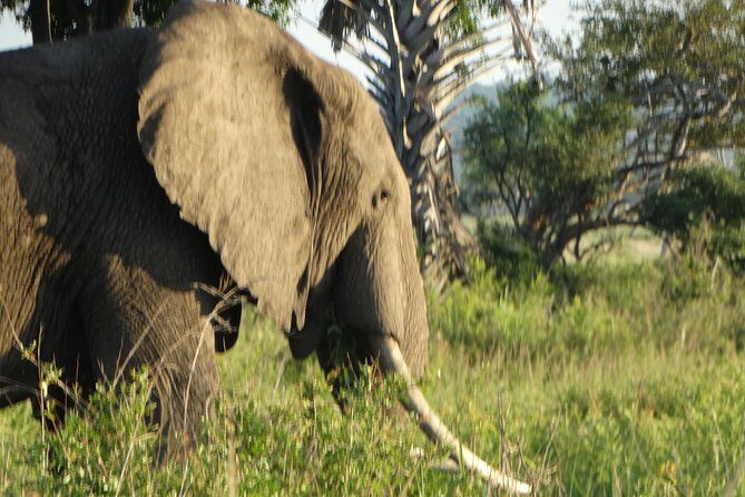 3 Days Safari to Mikumi NP - Accommodation Inside the Park - What Makes This Tour Stand Out?