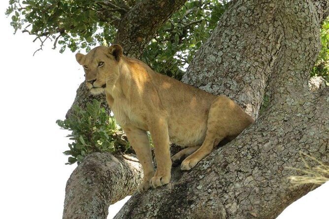 3-Days Safari to Murchison Falls National Park with Rhino Sanctuary hike - The Itinerary in Detail
