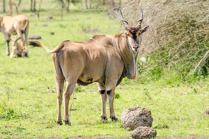 3-Days Safari to Murchison Falls National Park with Rhino Sanctuary hike - Analyzing the Value