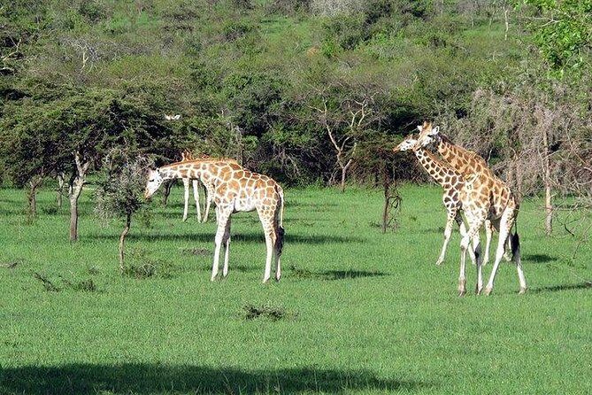 3-Days Safari to Murchison Falls National Park with Rhino Sanctuary hike - Who Is This Tour Best For?
