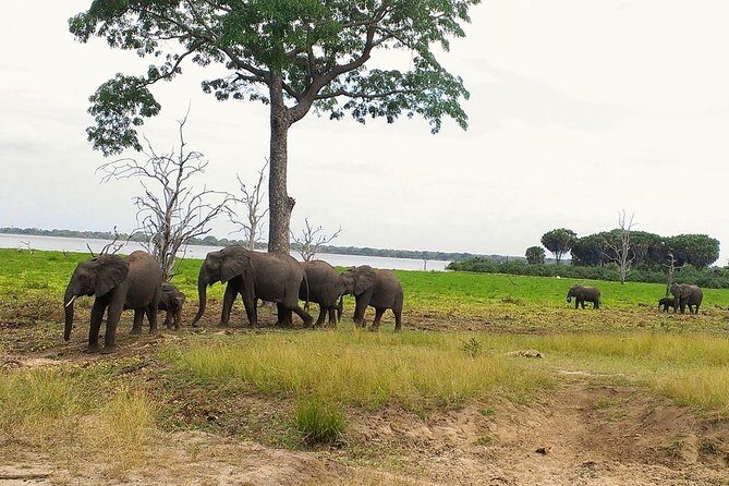 3 Days Safari to Nyerere National Park (Selous Game Reserve) - Discovering Nyerere National Park: a true safari experience
