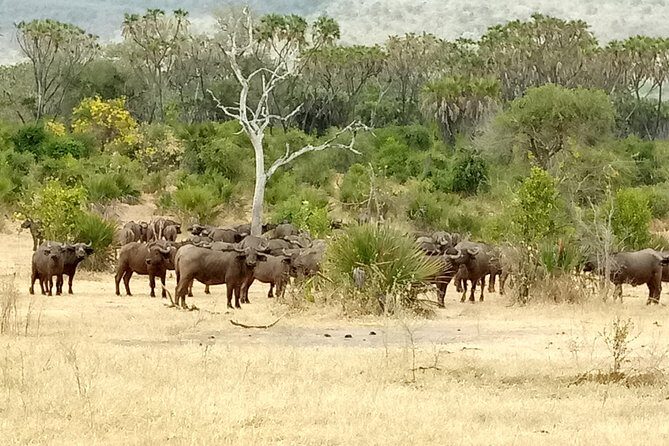 3 Days Safari to Nyerere National Park (Selous Game Reserve) - Practical tips for your safari