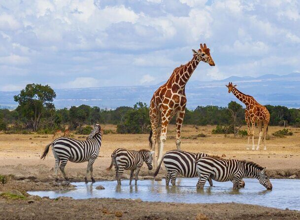3 Days Safari to Samburu N/R and Ol Pejeta Conservancy.- Luxury. - Key Points