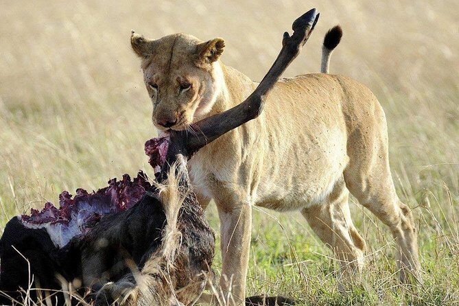 3 days safari to selous game reserve - Who Is This Tour Best For?