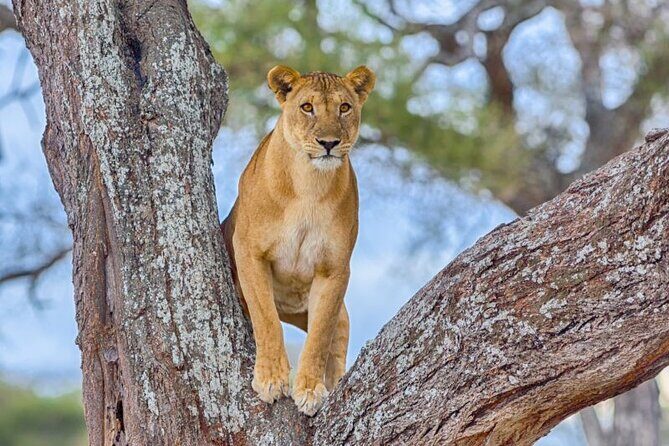 3 Days Safari to Serengeti National Park & Ngorongoro Crater in Tanzania - What Makes This Tour Stand Out?