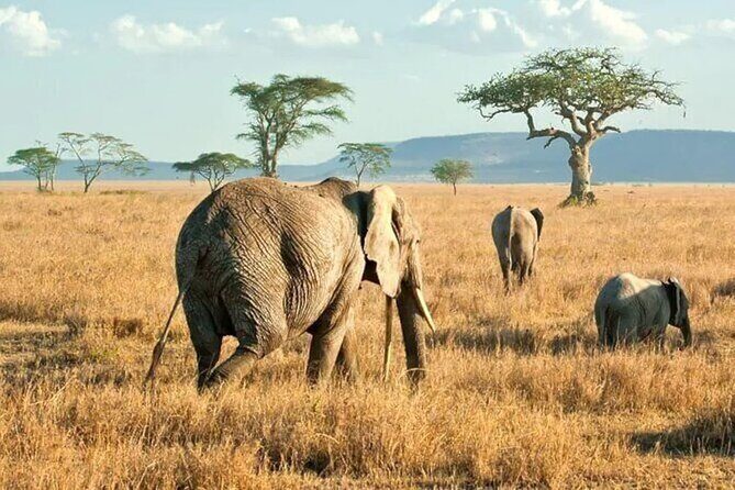 3 Days Safari to Serengeti National Park & Ngorongoro Crater in Tanzania - The Sum Up