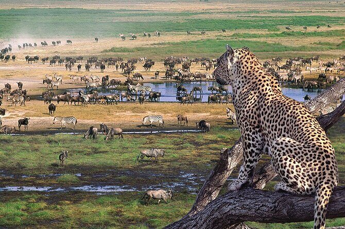 3 days Safari to Tarangire, Ngorongoro and Manyara from Zanzibar - An In-Depth Look at the Tour Experience