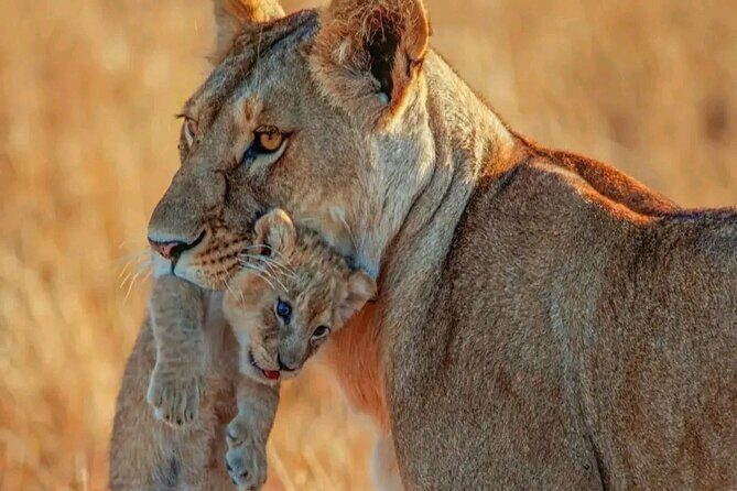 3 Days safari to Tarangire, Ngorongoro and Manyara national park - Key Points