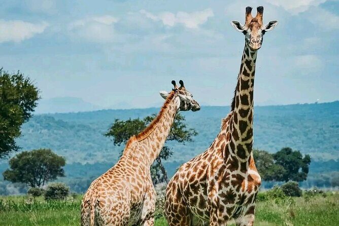 3 Days safari to Tarangire, Ngorongoro and Manyara national park - An In-Depth Look at the 3-Day Safari Experience