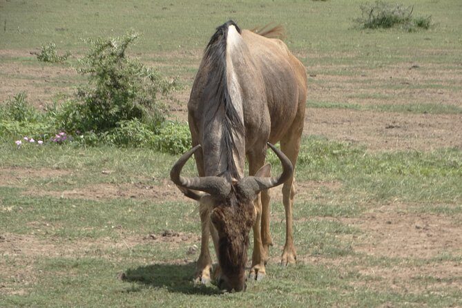 3 Days Safari to Tarangire NP, Ngorongoro Crater and Lake Manyara NP - An In-Depth Look at the 3-Day Safari Experience