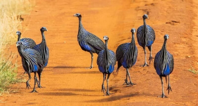 3 DAYS SAFARI TO TSAVO EAST AND WEST NATIONAL PARK - Key Points