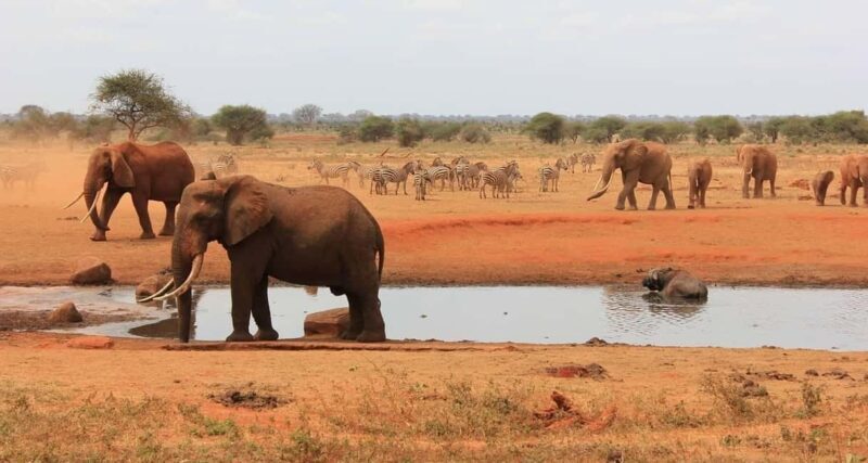 3 DAYS SAFARI TO TSAVO EAST AND WEST NATIONAL PARK - What’s Included and What’s Not