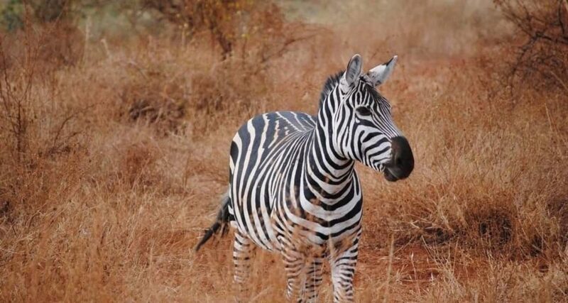 3 DAYS SAFARI TO TSAVO EAST AND WEST NATIONAL PARK - Practical Tips for Travelers