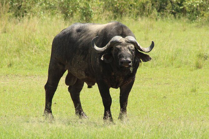 3 Days Safari Tour in Lake Manyara and Ngorngoro - Experience Breakdown: What You Can Expect
