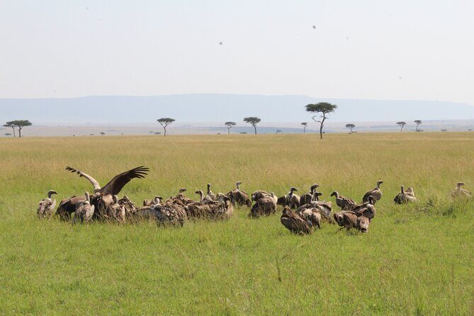 3 Days Safari Tour in Lake Manyara and Ngorngoro - FAQ