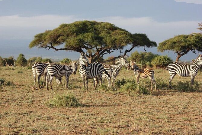 3 Days Safari Tour in Maasai Mara - A Practical Guide to the Maasai Mara Safari Experience