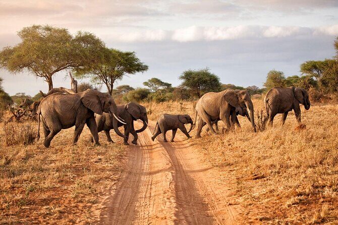 3 Days Safari Tour in Tarangire and Ngorongoro - Final Thoughts: Is It Worth It?