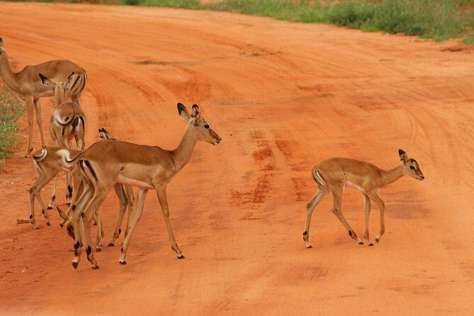 3 Days safari Tsavo East and Amboseli national park. - Key Points